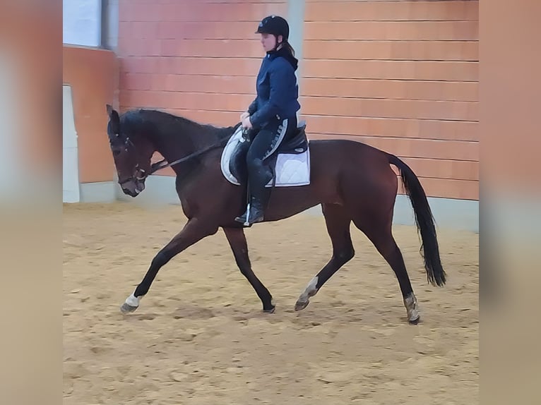 Irish Sport Horse Mare 8 years 16 hh Brown in Lage