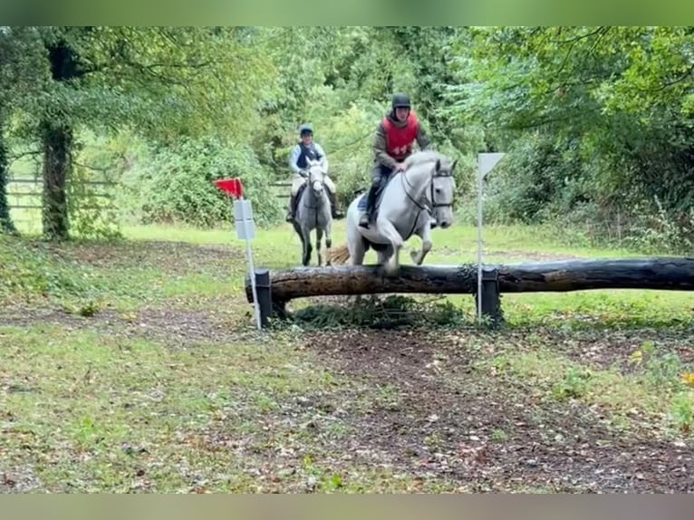 Irish Sport Horse Mare 8 years 16 hh Grey in Manchester