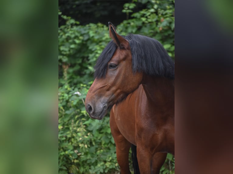 Irish Sport Horse Mare 9 years 14,1 hh Brown in Seligenstadt