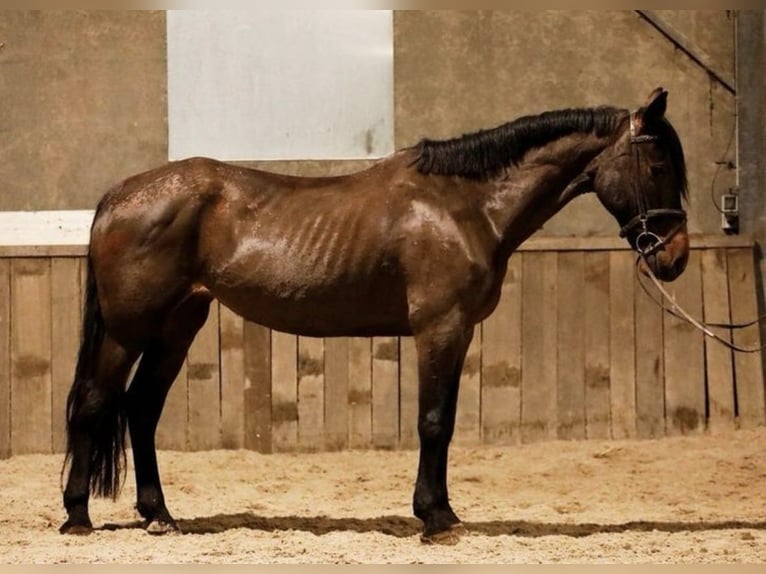 Irish Sport Horse Mare 9 years 15,1 hh Bay-Dark in Sprundel
