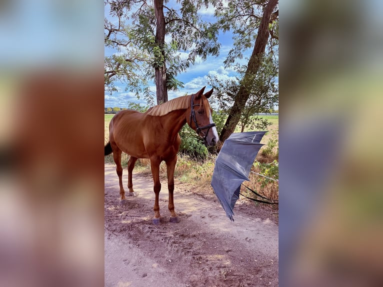 Irish Sport Horse Mare 9 years 15.1 hh Chestnut-Red in Weiterstadt