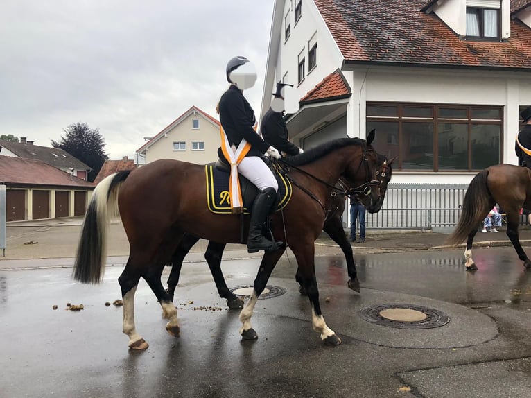Irish Sport Horse Mix Mare 9 years 15.1 hh Pinto in Bad Waldsee