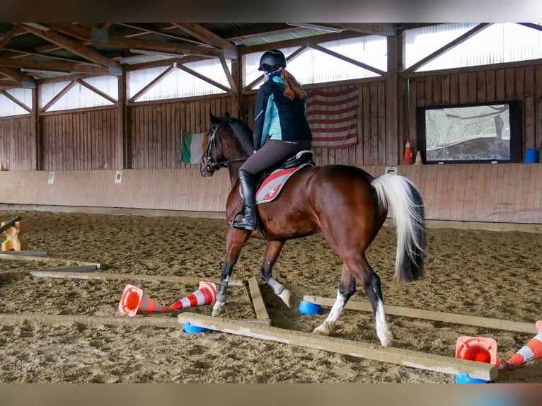 Irish Sport Horse Mix Mare 9 years 15.1 hh Pinto in Bad Waldsee