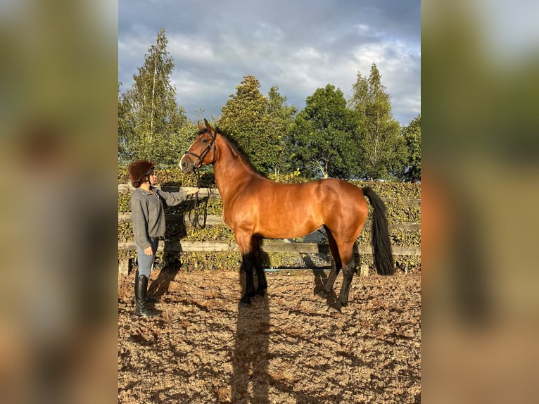 Irish Sport Horse Mare 9 years 15.2 hh Bay in Dublin