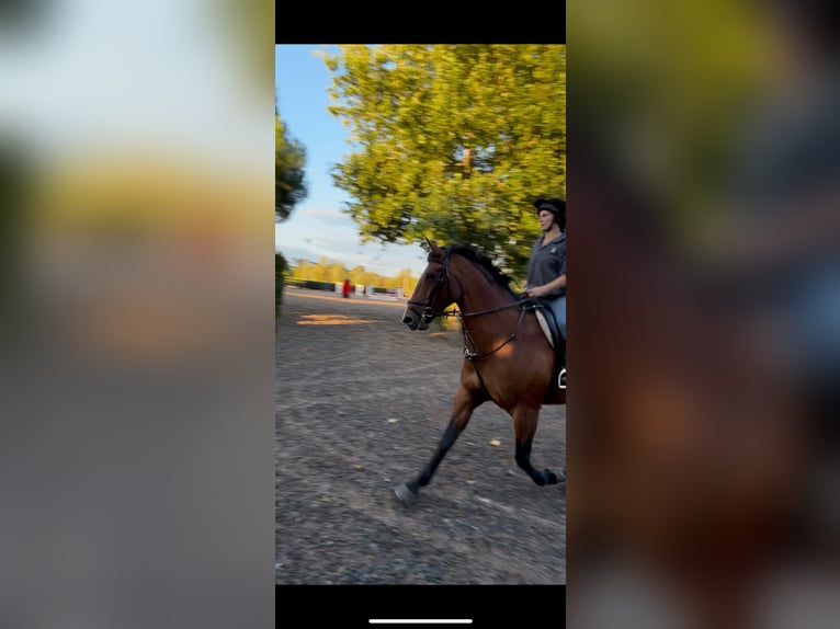 Irish Sport Horse Mare 9 years 15.2 hh Bay in Dublin