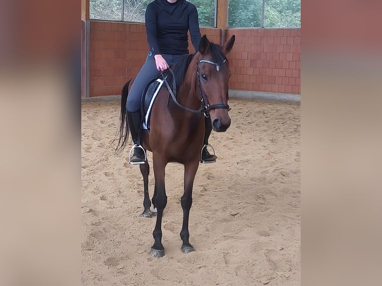 Irish Sport Horse Mare 9 years 15,2 hh Brown in Lage