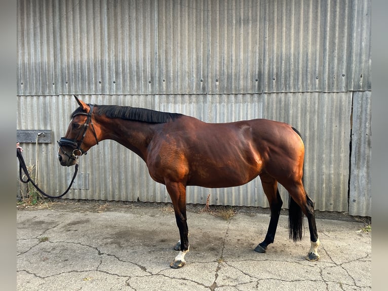 Irish Sport Horse Mare 9 years 15.2 hh Brown in Rottweil