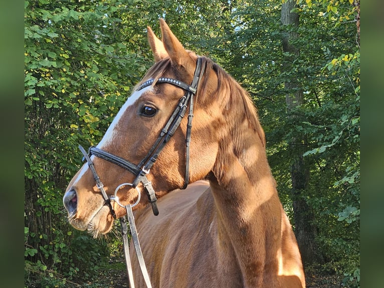 Irish Sport Horse Mare 9 years 15,2 hh Chestnut-Red in Nettetal