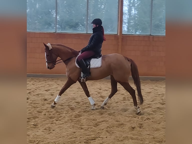 Irish Sport Horse Mare 9 years 15,2 hh Chestnut-Red in Lage