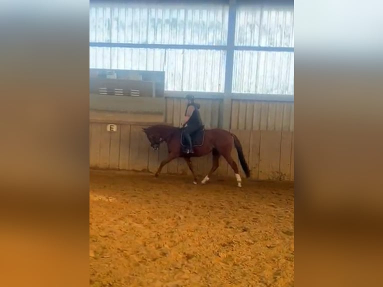 Irish Sport Horse Mare 9 years 15,1 hh Chestnut-Red in Ratingen