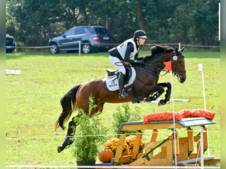 Irish Sport Horse Mare 9 years 16,1 hh Bay-Dark in Kleinwiehe