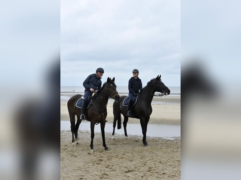 Irish Sport Horse Mare 9 years 16 hh Bay-Dark in Heusden