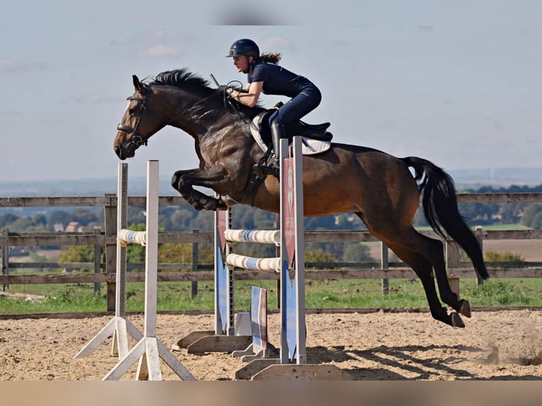 Irish Sport Horse Mare 9 years 16 hh Bay in grantham, Lincs