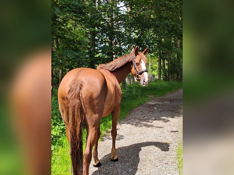 Irish Sport Horse Mare 9 years 16 hh Chestnut-Red in Illertissen