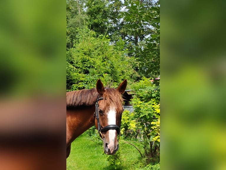 Irish Sport Horse Mare 9 years 16 hh Chestnut-Red in Illertissen