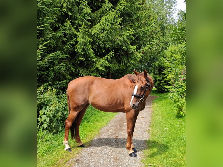 Irish Sport Horse Mare 9 years 16 hh Chestnut-Red in Illertissen