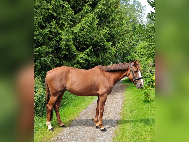 Irish Sport Horse Mare 9 years 16 hh Chestnut-Red in Illertissen