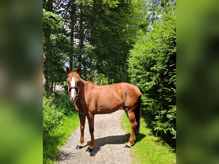 Irish Sport Horse Mare 9 years 16 hh Chestnut-Red in Illertissen