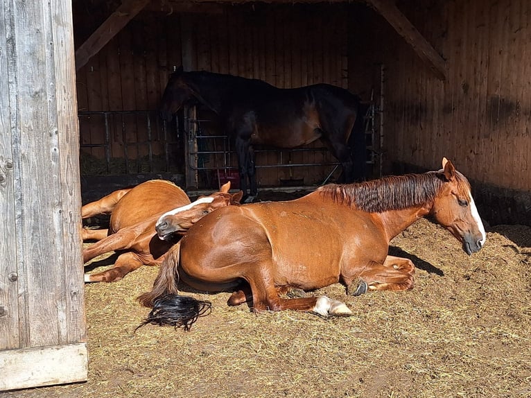 Irish Sport Horse Mare 9 years 16 hh Chestnut-Red in Illertissen