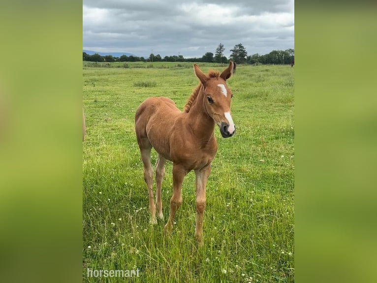 Irish Sport Horse Mare Foal (04/2025) 16,1 hh Chestnut in Carlow
