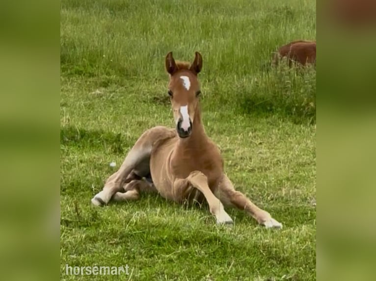 Irish Sport Horse Mare Foal (04/2025) 16,1 hh Chestnut in Carlow