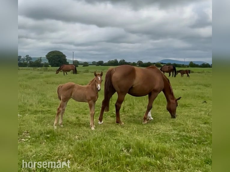 Irish Sport Horse Mare Foal (04/2025) 16,1 hh Chestnut in Carlow