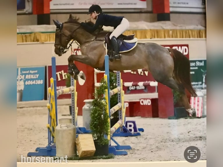 Irish Sport Horse Mare Foal (04/2025) 16,1 hh Chestnut in Carlow