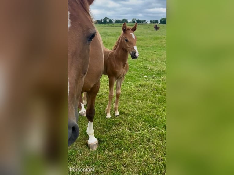 Irish Sport Horse Mare Foal (04/2025) 16,1 hh Chestnut in Carlow