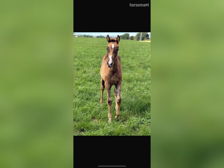 Irish Sport Horse Mare Foal (06/2025) 16,1 hh Chestnut in Carlow