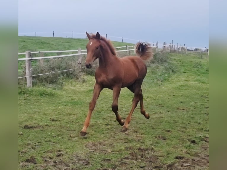 Irish Sport Horse Mare Foal (04/2025) 16,2 hh Chestnut in Clonmellon