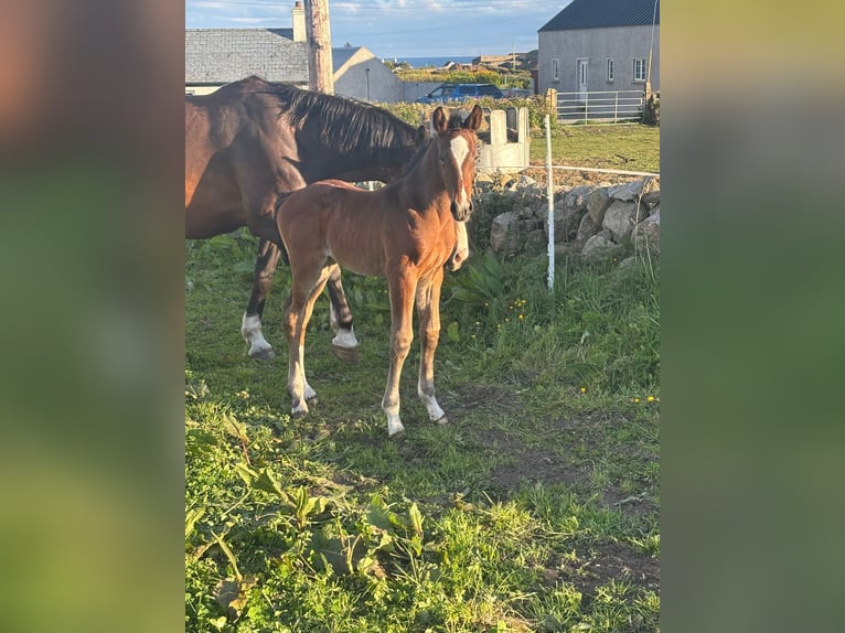 Irish Sport Horse Mare Foal (01/2026) Bay in Newry