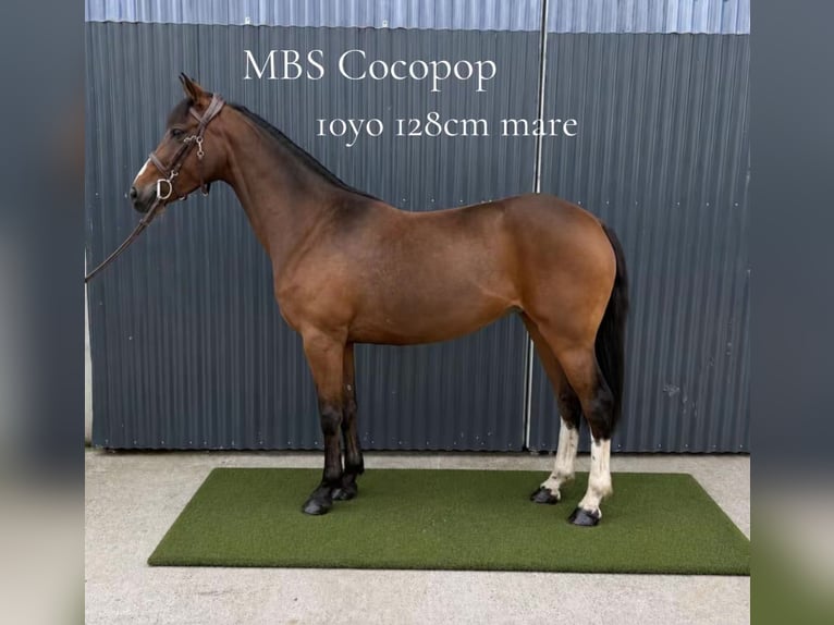 Irish sport horse Merrie 10 Jaar 128 cm Roodbruin in Mayo