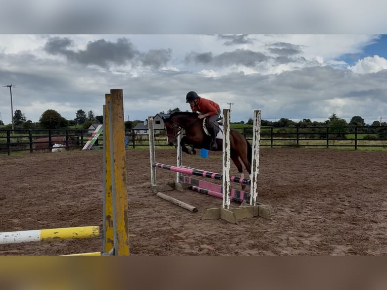Irish sport horse Merrie 10 Jaar 128 cm Roodbruin in Mayo
