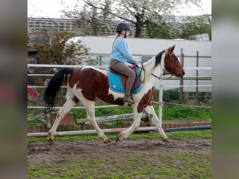 Irish sport horse Mix Merrie 10 Jaar 153 cm Gevlekt-paard in Weißenthurm
