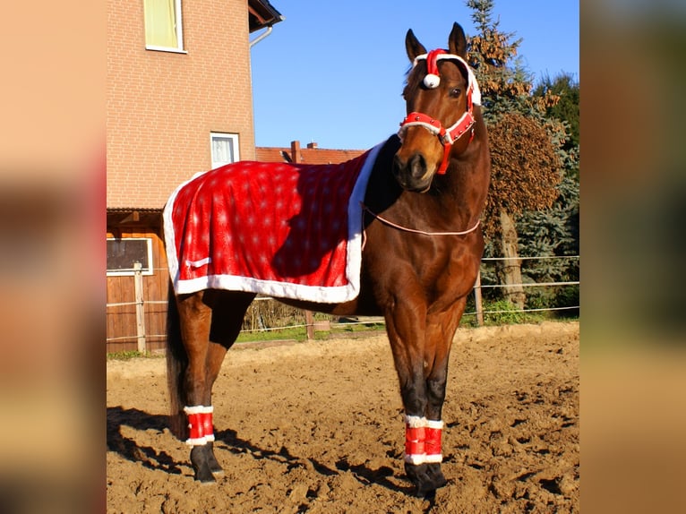 Irish sport horse Merrie 10 Jaar 154 cm Bruin in Velpke