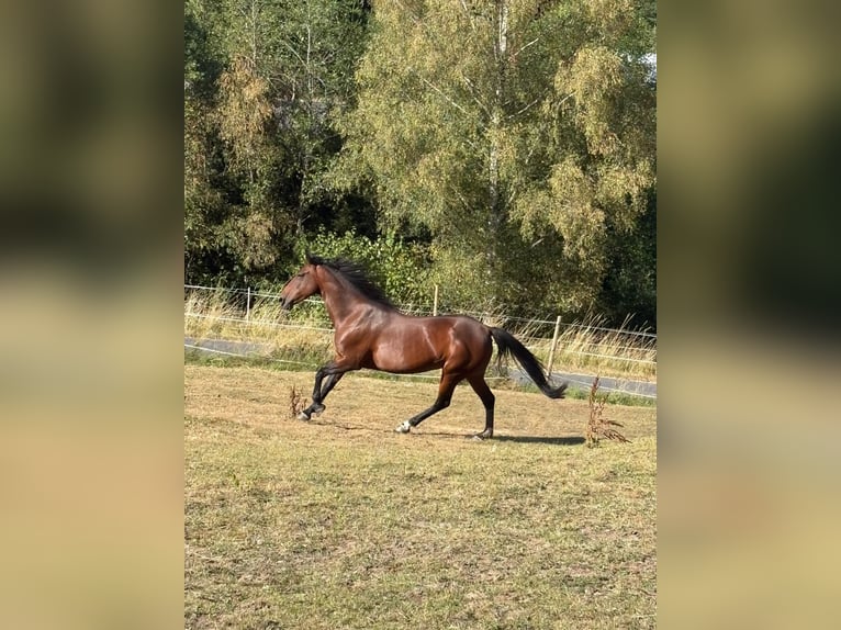 Irish sport horse Merrie 10 Jaar 154 cm  in Daaden