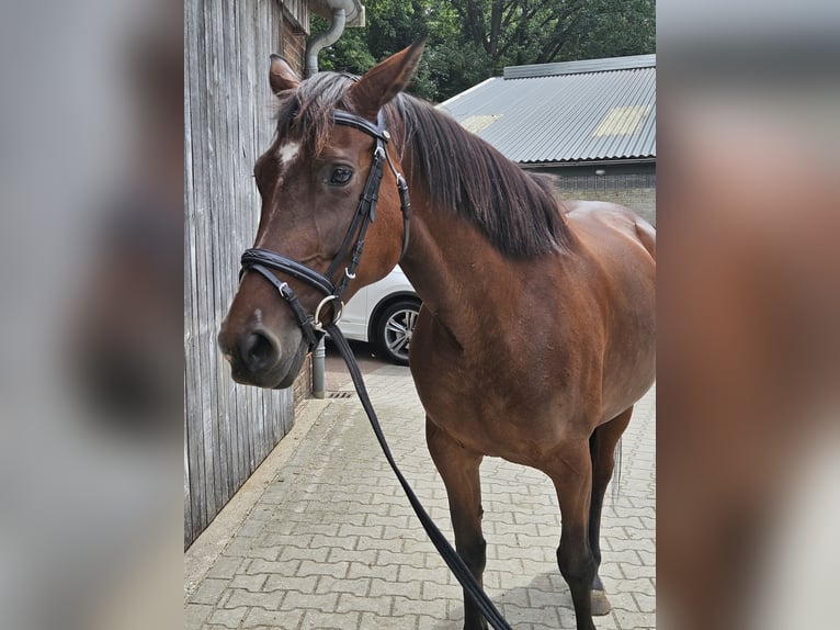 Irish sport horse Merrie 10 Jaar 156 cm Bruin in Oldenzaal
