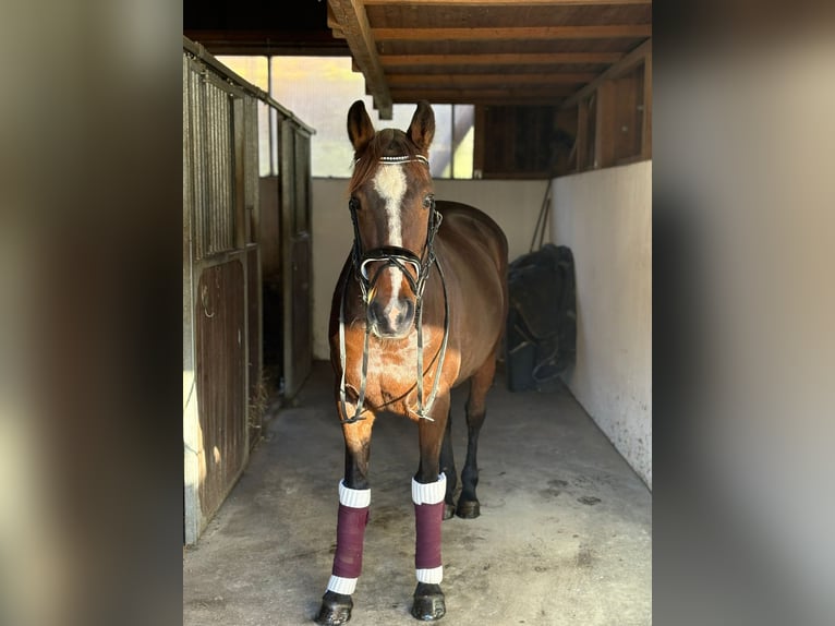 Irish sport horse Merrie 10 Jaar 160 cm Donkerbruin in Gummern