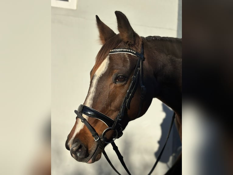 Irish sport horse Merrie 10 Jaar 160 cm Donkerbruin in Gummern