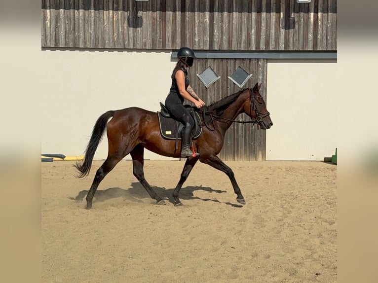 Irish sport horse Merrie 10 Jaar 163 cm Bruin in Daleiden