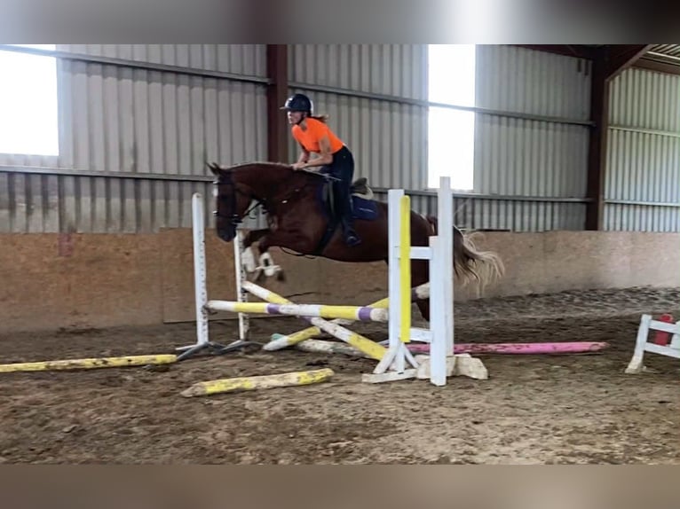 Irish sport horse Merrie 10 Jaar 163 cm Donkere-vos in Sligo