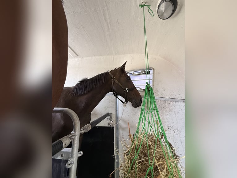 Irish sport horse Merrie 10 Jaar 164 cm Donkerbruin in Valthe