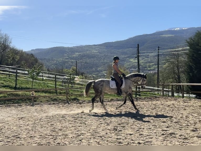 Irish sport horse Merrie 10 Jaar 165 cm Appelschimmel in Lleida