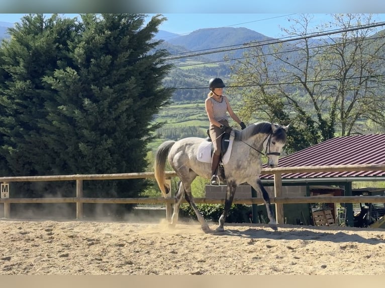 Irish sport horse Merrie 10 Jaar 165 cm Appelschimmel in Lleida