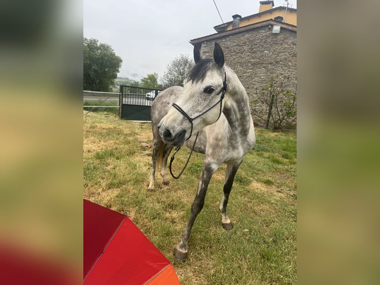 Irish sport horse Merrie 10 Jaar 165 cm Appelschimmel in Lleida