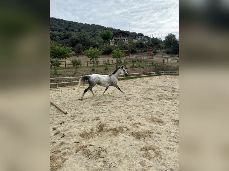 Irish sport horse Merrie 10 Jaar 165 cm Appelschimmel in Lleida