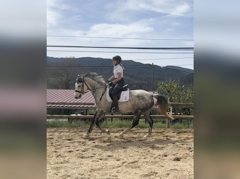 Irish sport horse Merrie 10 Jaar 165 cm Appelschimmel in Lleida