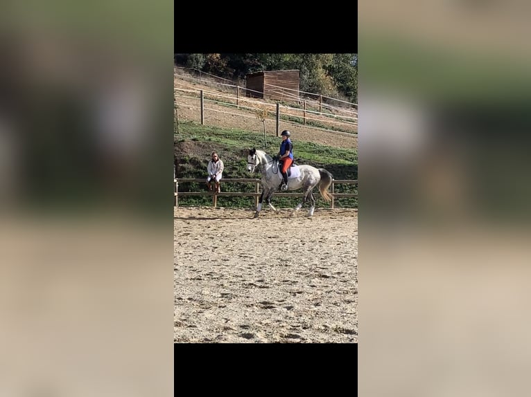 Irish sport horse Merrie 10 Jaar 165 cm Appelschimmel in Lleida