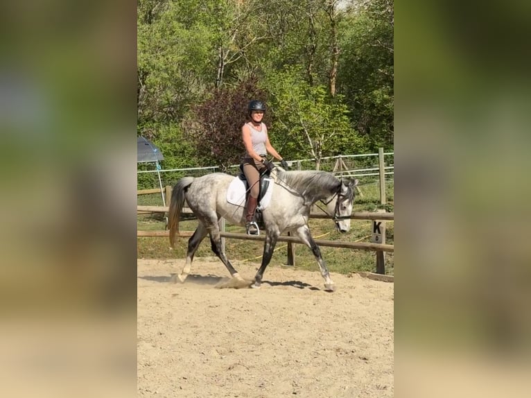 Irish sport horse Merrie 10 Jaar 165 cm Appelschimmel in Lleida