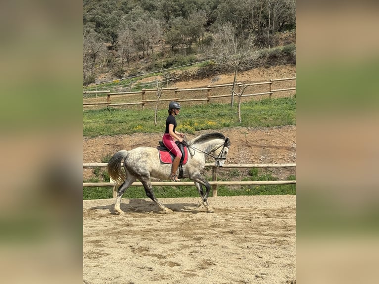 Irish sport horse Merrie 10 Jaar 165 cm Appelschimmel in Lleida